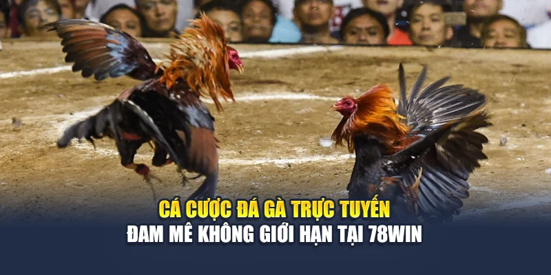 Cá Cược Đá Gà Trực Tuyến – Đam Mê Không Giới Hạn Tại 78WIN 4 Cá Cược Đá Gà Trực Tuyến – Đam Mê Không Giới Hạn Tại 78win
