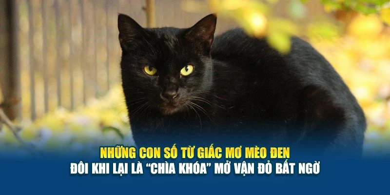 Những con số từ giấc mơ mèo đen đôi khi lại là “chìa khóa” mở vận đỏ bất ngờ